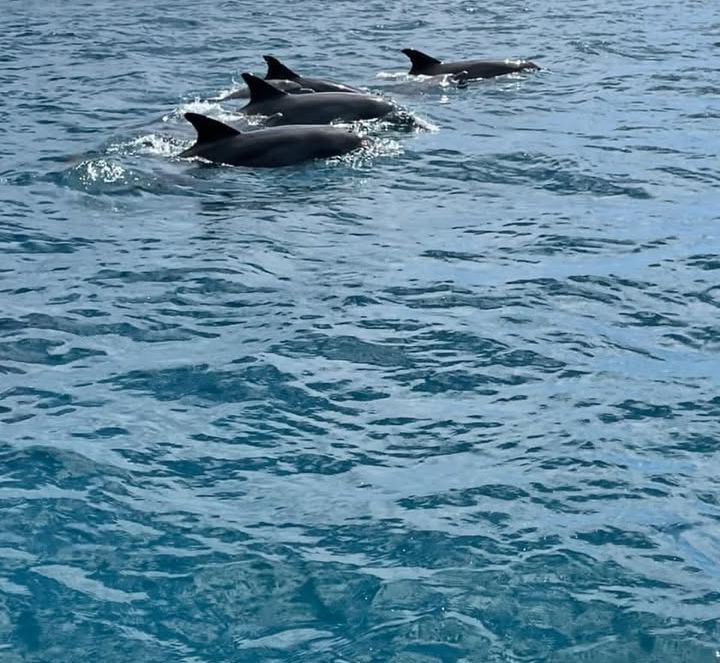 Dolphins & Snorkeling