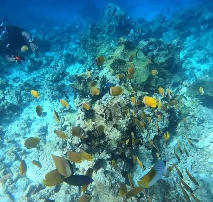 Mnemba Island & Dolphins