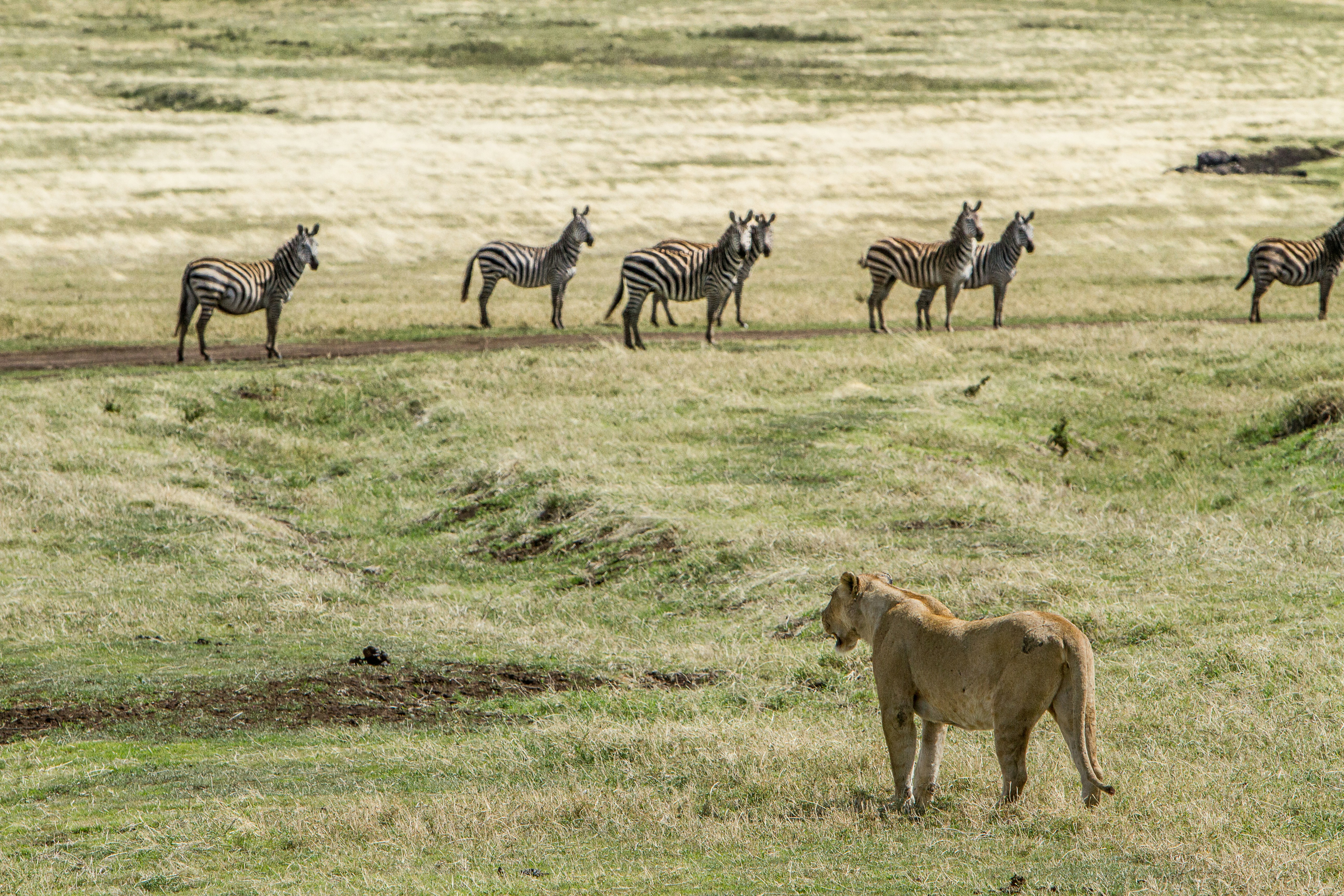 Ngorongoro National Park Safari