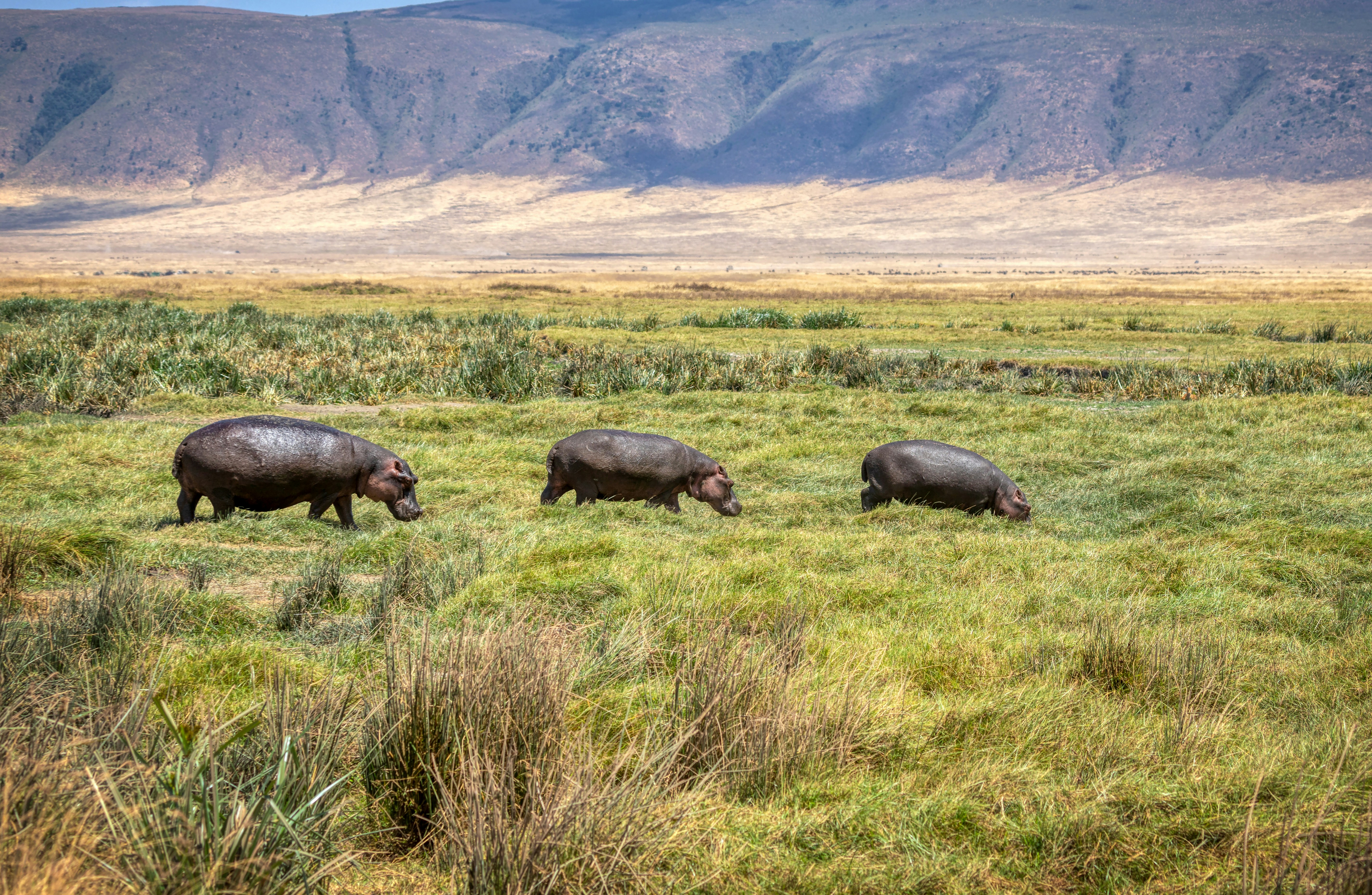 Ngorongoro National Park Safari