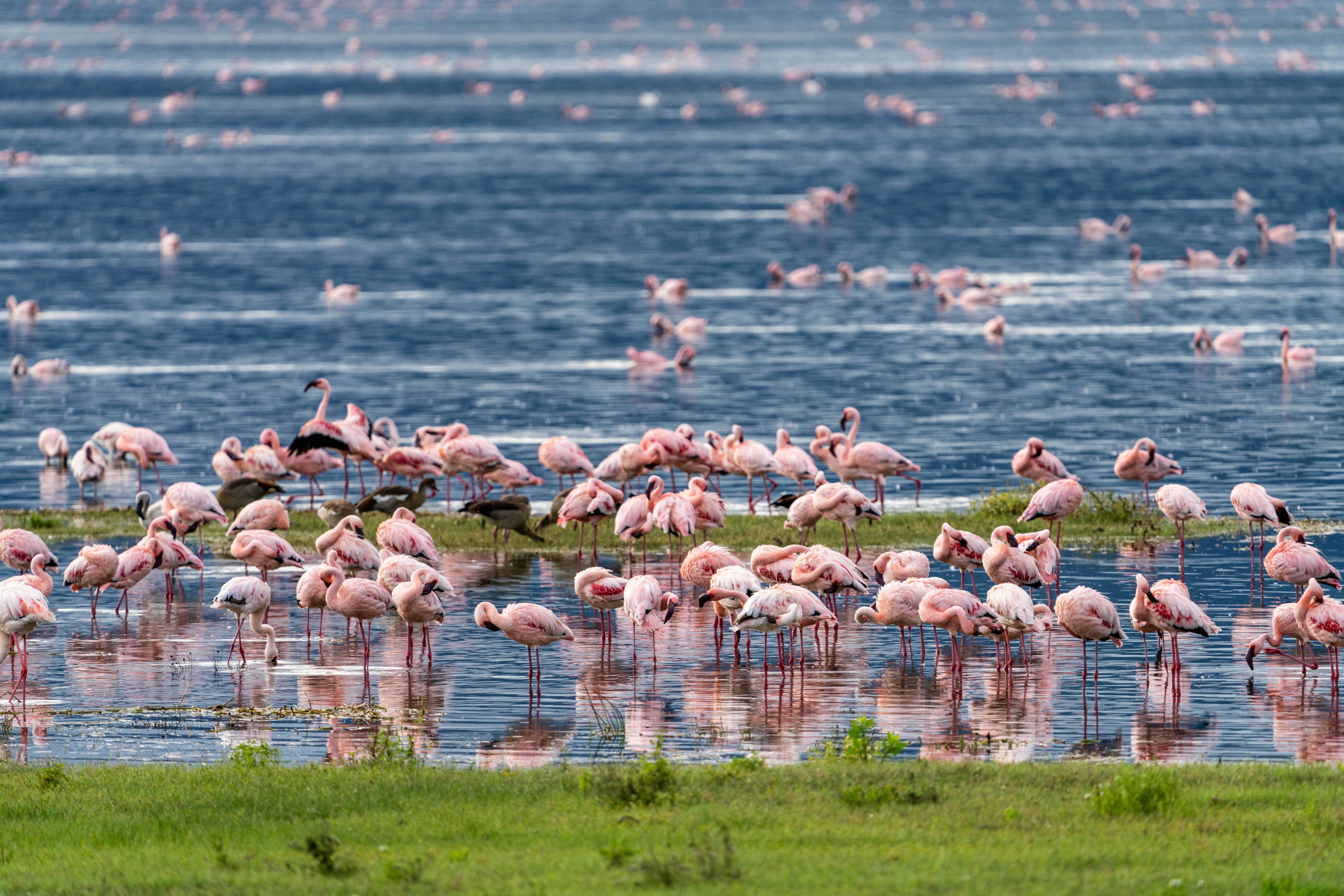 Ngorongoro National Park Safari