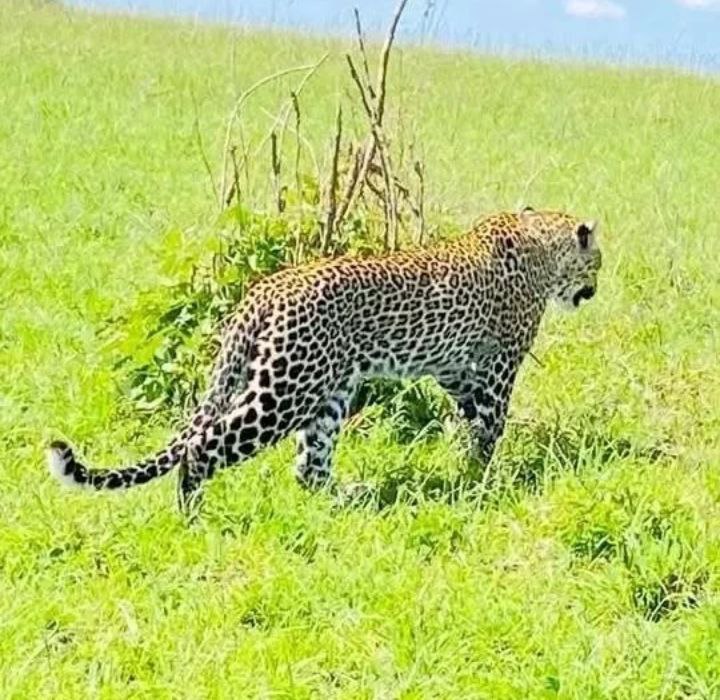 North Tanzania Safari