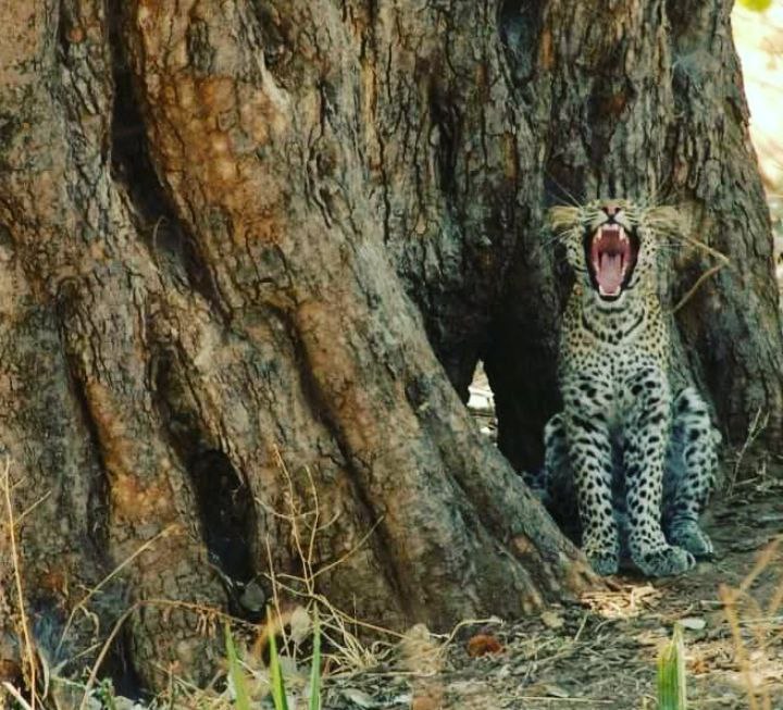 North Tanzania Safari