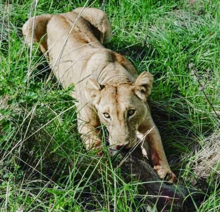North Tanzania Safari