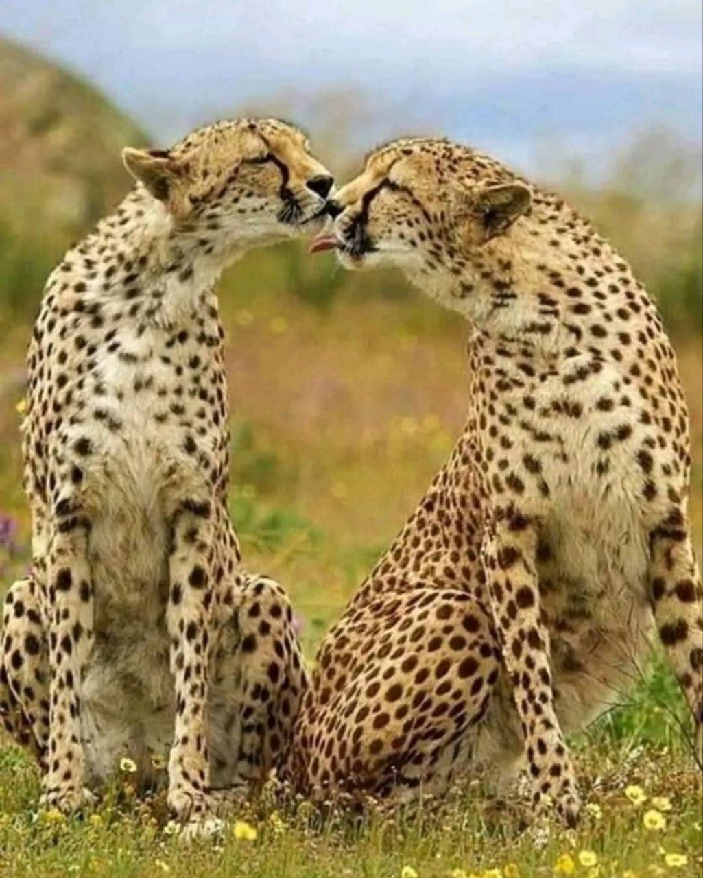 North Tanzania Safari