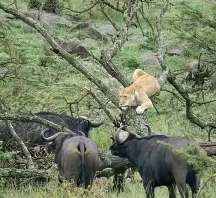 North Tanzania Safari