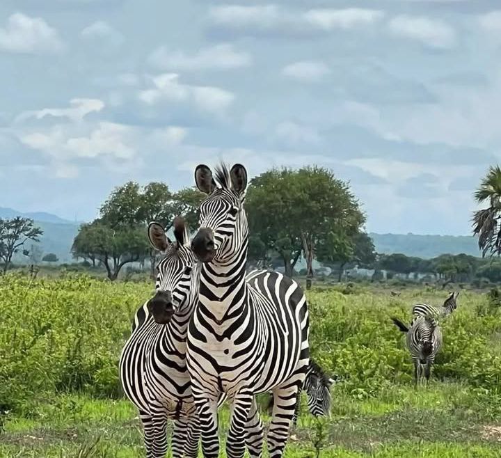 North Tanzania Safari