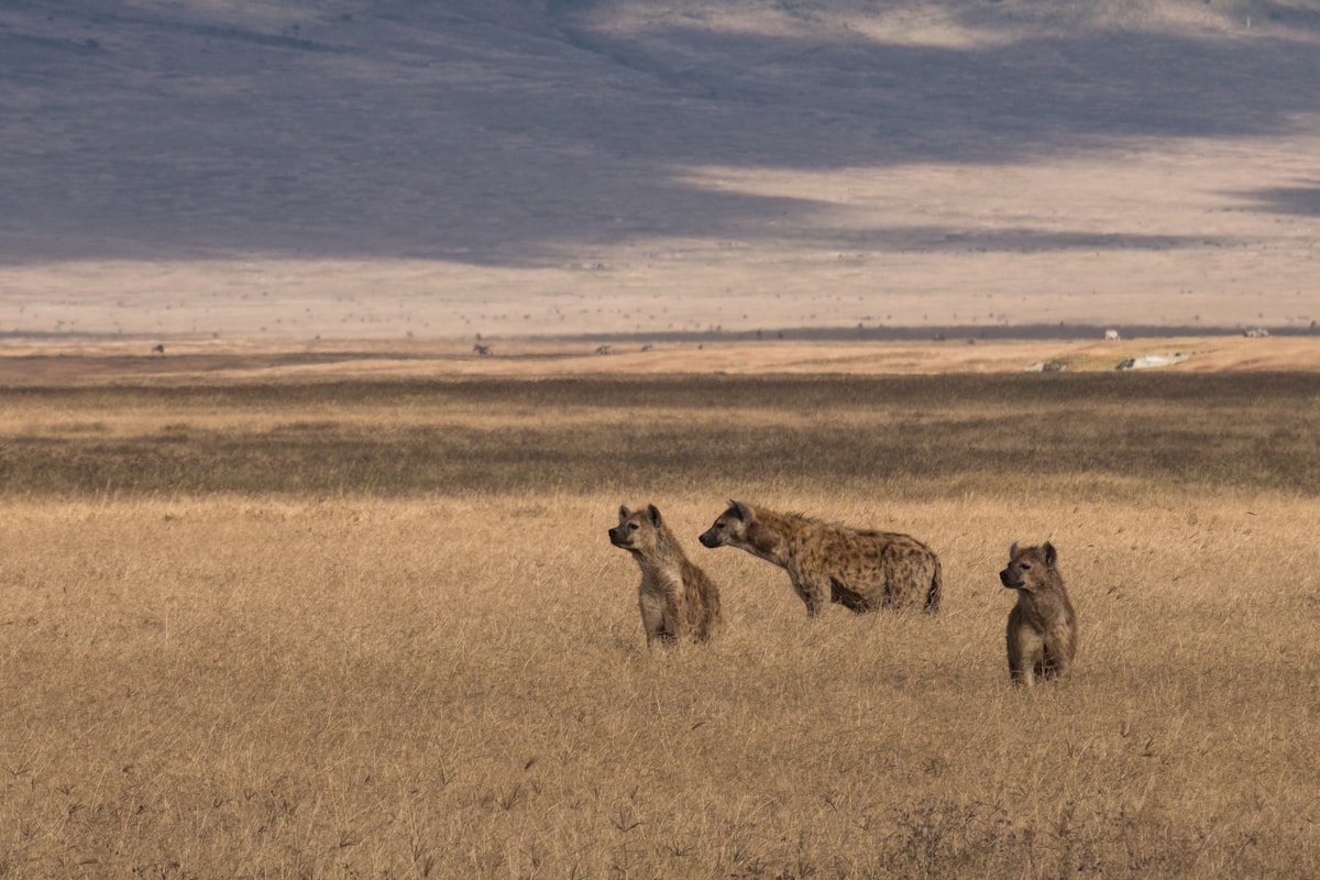 2-Day Tanzania Safari – Tarangire & Ngorongoro