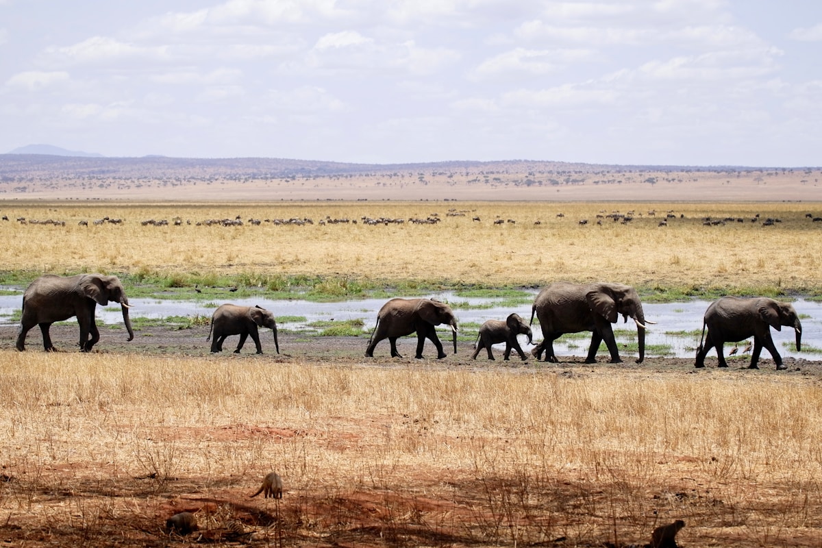 3-Day Tanzania Safari – Tarangire, Ngorongoro & Manyara