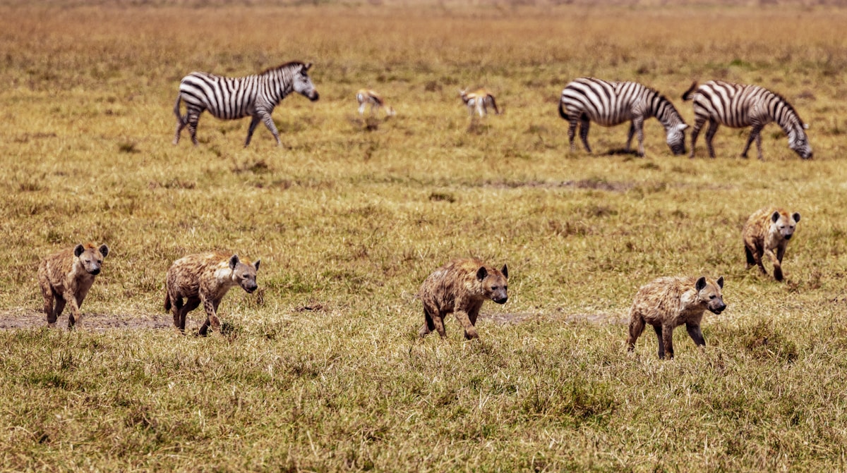 7-Day Tanzania Safari – The Ultimate Experience