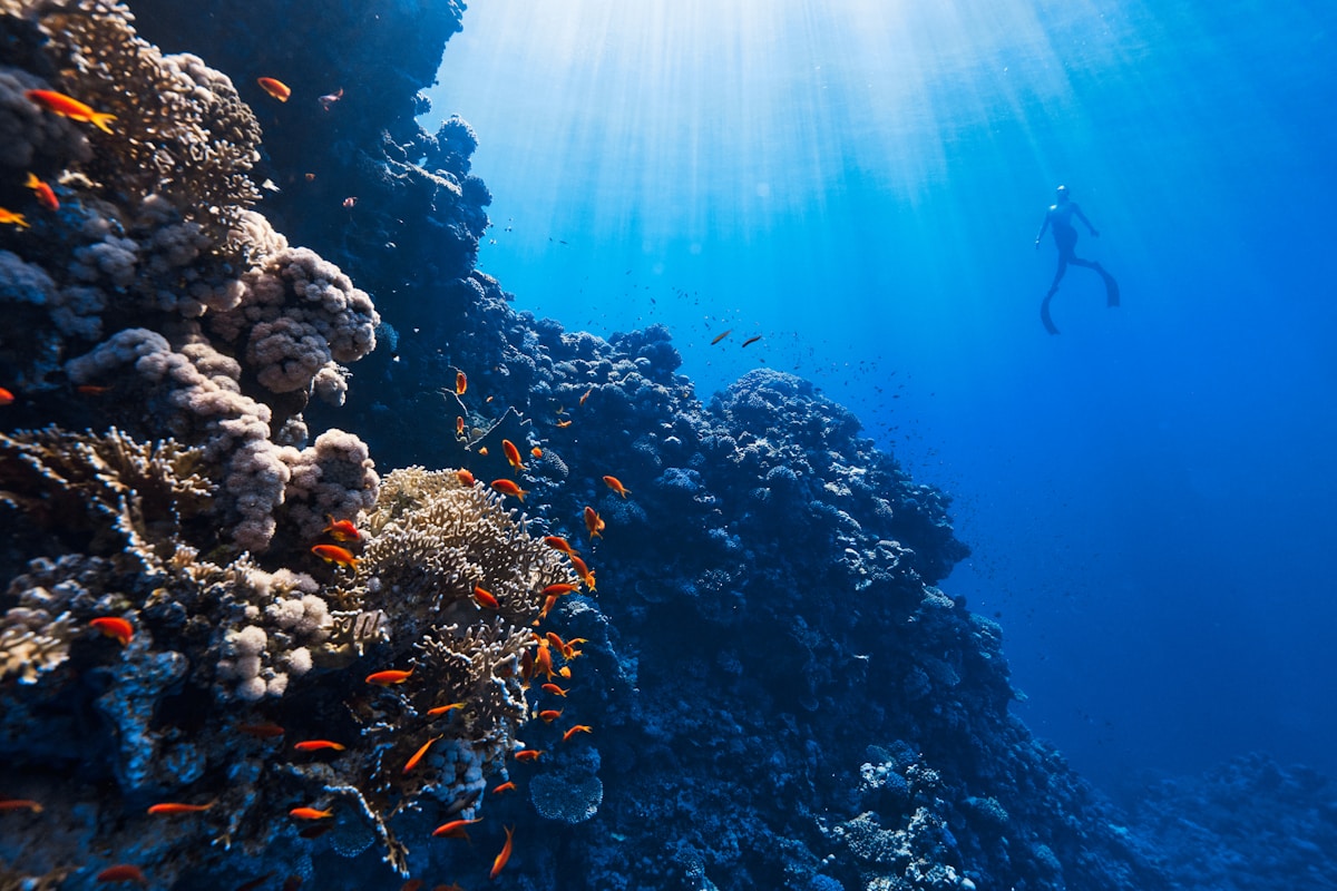 Starfish, Mnemba Island, Dolphins & Sunset Cruise